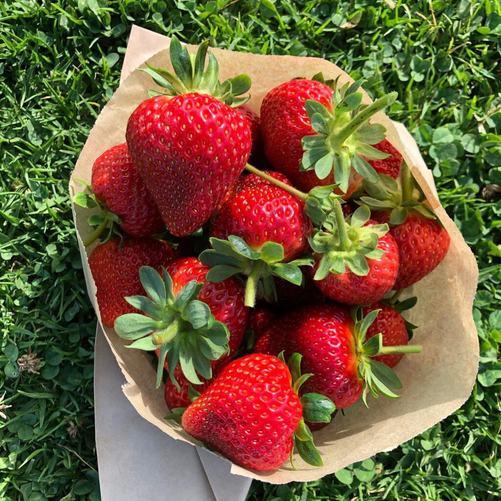 On the way to Phillip Island is Maccas Farm selling delicious homegrown and homemade produce. During the season, come along and pick your own strawberries.