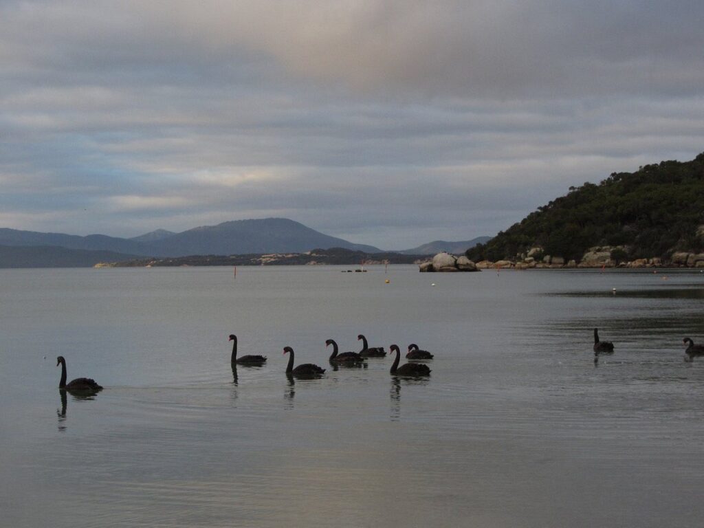 black swans at duck point loop