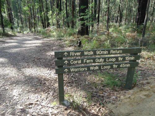 lyrebird forest walk directions