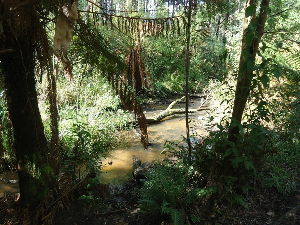 lyrebird forest walk river
