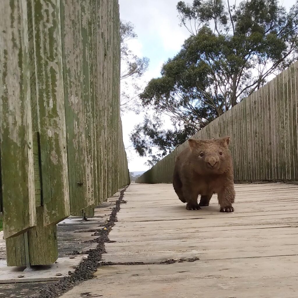 wally the wombat