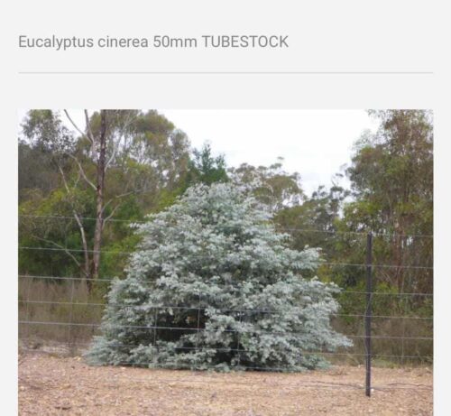 eucalyptus cinerea